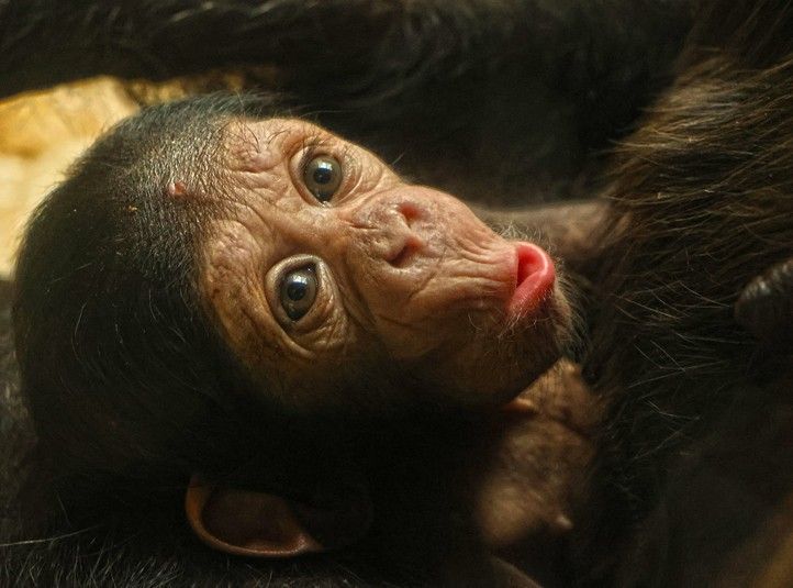 240214_Simpanz_2