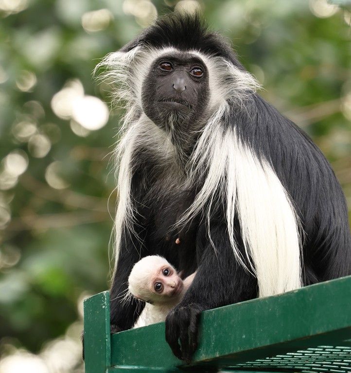 Fotografie: K. Misíková 240822_Guereza_mlade_2