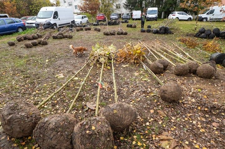 Ilustrační foto: M. Pecuch 241118_Dreviny_stromy_1