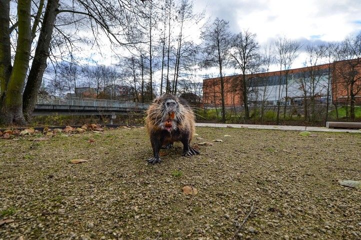 Fotografie: M. Pecuch 241129_Nutrie_2