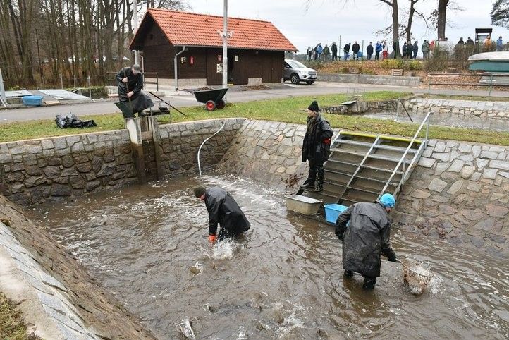 U Košináře začal prodej ryb na štědrovečerní stůl. Fotografie: R. Žáková 241219_prodej_ryb_02