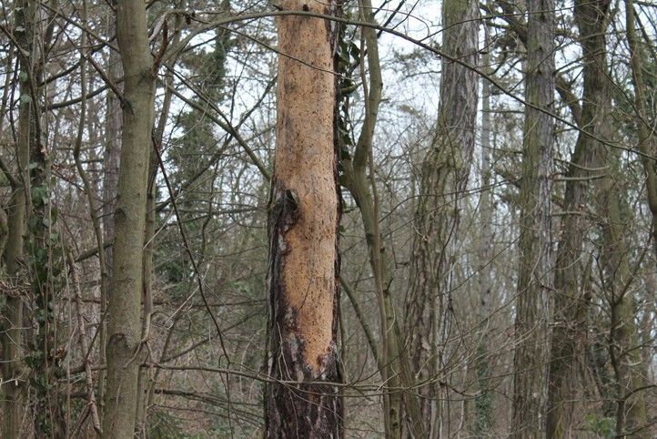 Fotografie: R. Žáková 250224_Les_strom_park_1