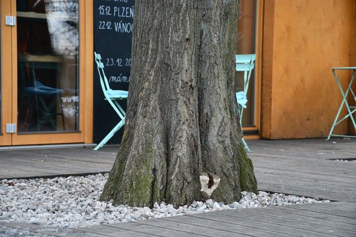 Fotografie: R. Žáková 250224_Les_strom_park_2