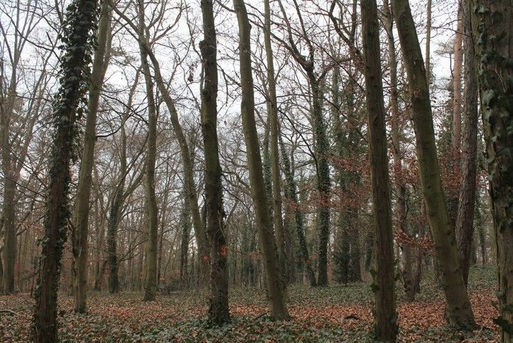 Fotografie: R. Žáková 250224_Les_strom_park_3