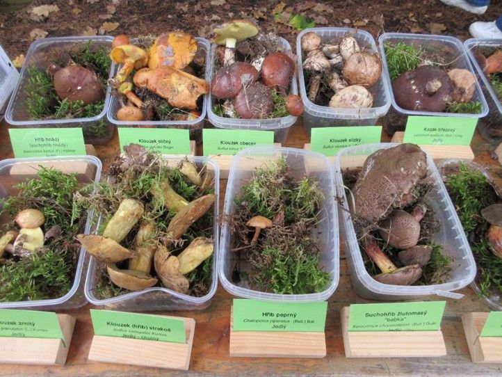 Zdroj fotografií: Správa veřejného statku města Plzně 250623_Houby_Sofronka_1