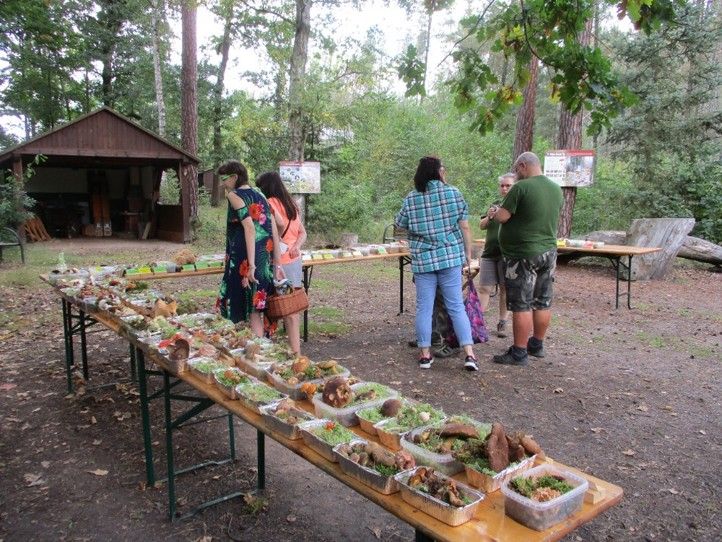 Zdroj fotografií: Správa veřejného statku města Plzně 250623_Houby_Sofronka_2