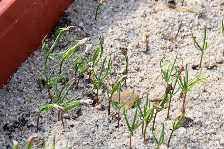 Foto: R. Žáková 250702_Mostova_zavlaha_2