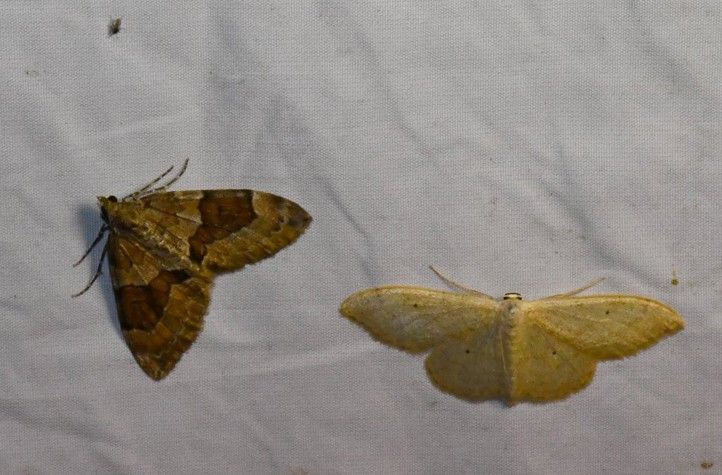 250821_Motyl_Sofronka_2