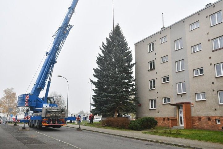 Ilustrační foto (zdroj: Správa veřejného statku města Plzně) 250903_Vanocni_strom_2