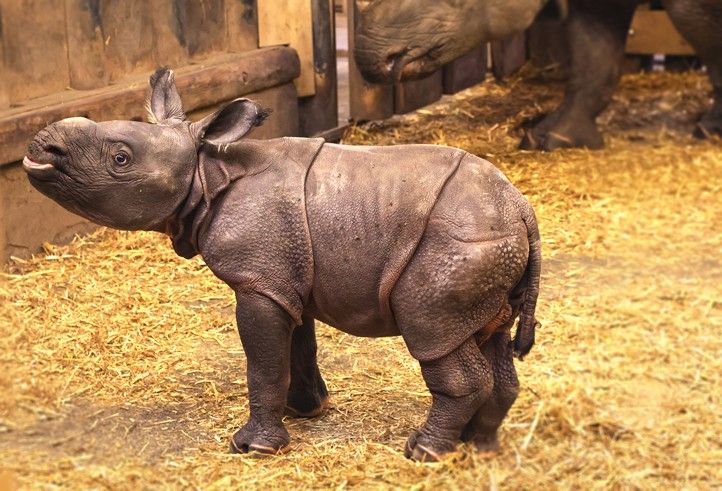 251126_Nosorozec_indicky_Zoo_3