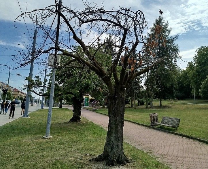 260121_Homolka_stromy_1