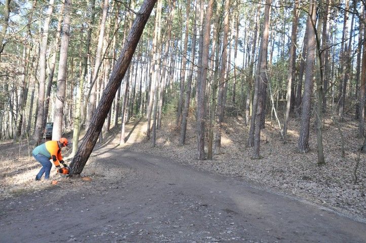 260302_Kaceni_stromy_Bolevak_1