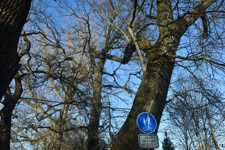 Fotografie: R. Žáková 260313_Stromy_Kilometrovka_3