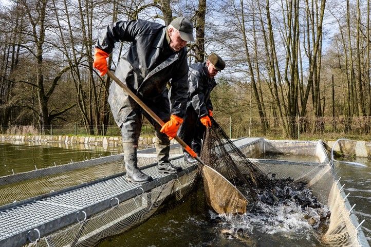 Ilustrační fotografie (zdroj: Správa veřejného statku města Plzně) 260326_Ryby_sadky_prodej_1