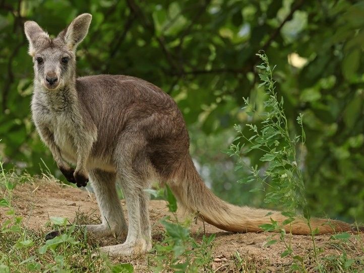 Klokan horský. Fotografie: Zoo Plzeň 260825_Klokani_Zoo